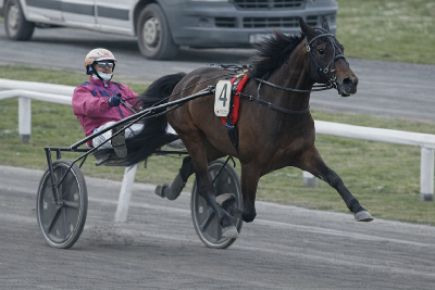 Wishing Stone-søn – Europas hurtigste 3-åring i 2026
