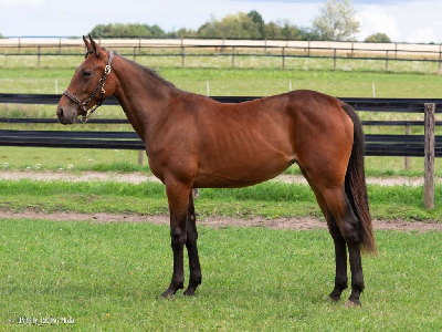 To 4-årige hopper solgt til udlandet