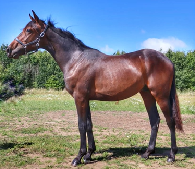 Nyt andelsprojekt hos travhesteejerforeningen