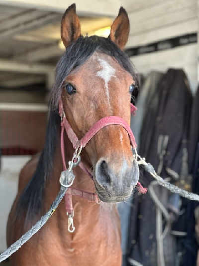 Sælges: Et af de sidste Wishing Stone-afkom
