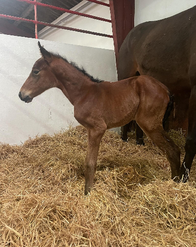 Hingstføl efter Dumbo
