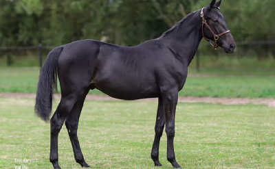 Stald Sotto-hest til Timo Nurmos