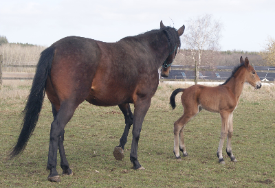 Årets første føl hos Jondahl