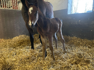 Readly Express-føl hos Stutteri Wynn