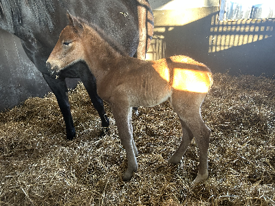 Fjerde hingsteføl i træk