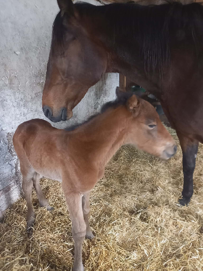 Fynsk hoppeføl efter Maharajah