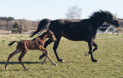Lillebroder til Lee Marvin