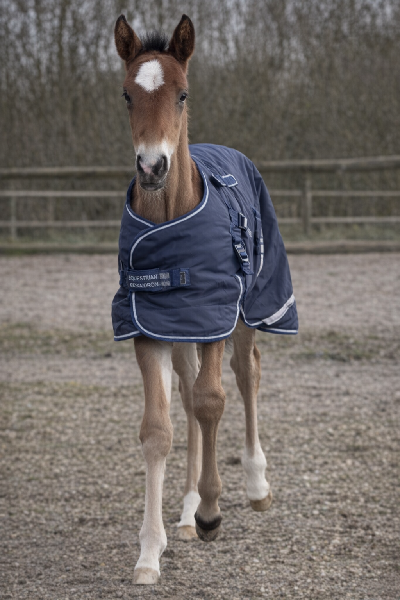 Hingstføl efter franske Jushua Tree