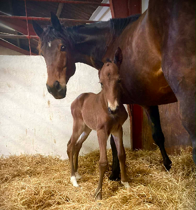 Lillebroder til Glorius Rain og Flower Dust