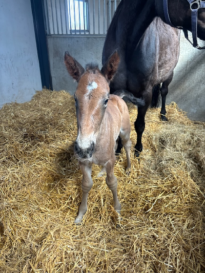 Tredje gang blev lykkens gang for Cassiopeia