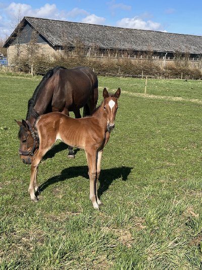 Helsøster til Houston T T