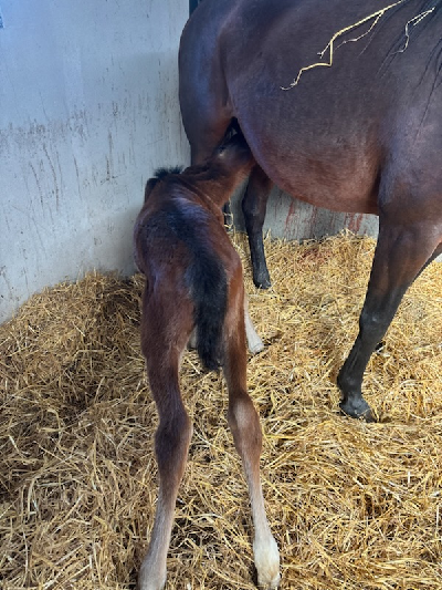 Den skal hedde Perfect Bones