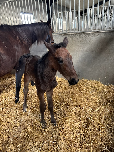Hingstføl efter Googoo Gaagaa på Stutteri Shadow