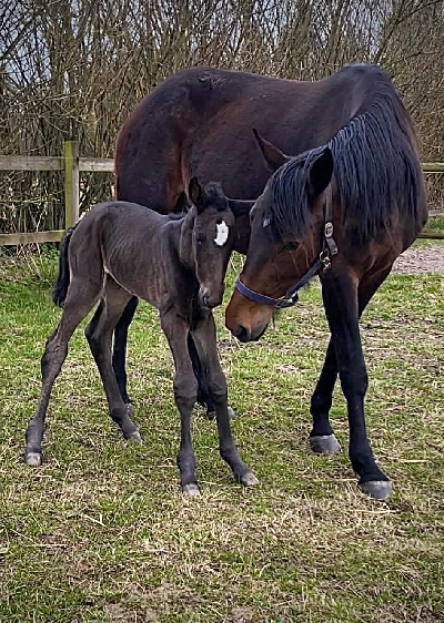 Første føl efter Extreme
