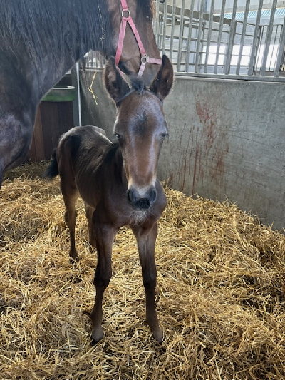 Hoppeføl efter Express Bourbon