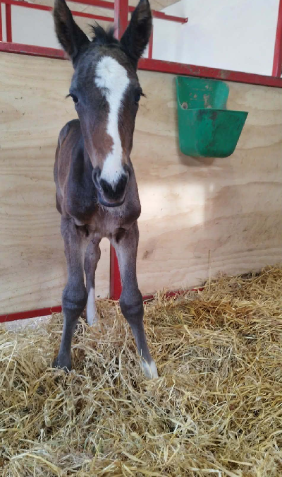 Hingstføl efter Who’s Who