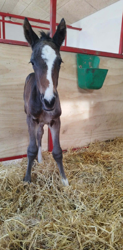 Hingstføl efter Who’s Who