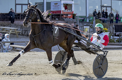 Jägersro: Ni dansktrænede heste til start