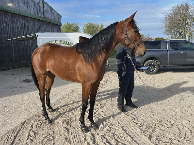 New Watch til Steen Juul