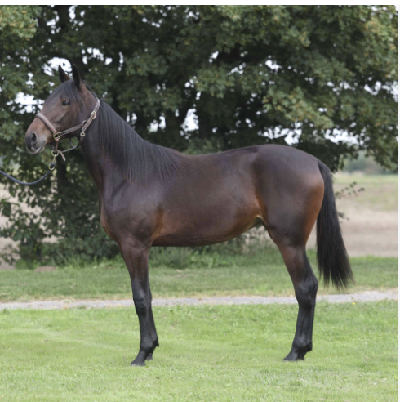 Hele stalden – næsten – til start