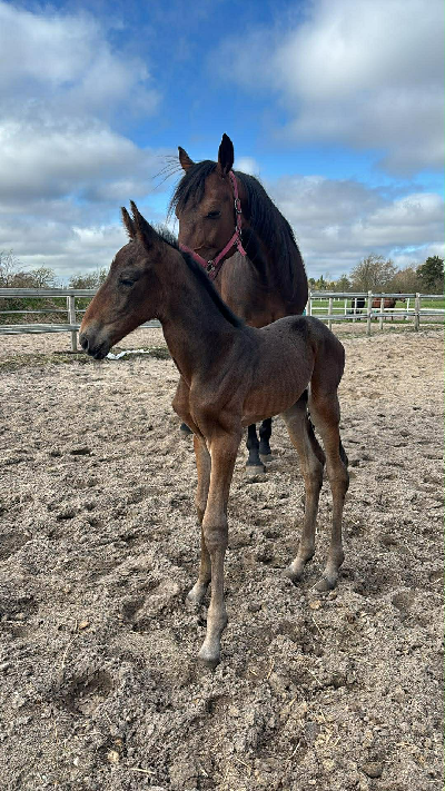 Hoppeføl efter Frank Gio