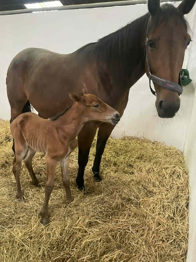 Dumbo-føl hos Disney