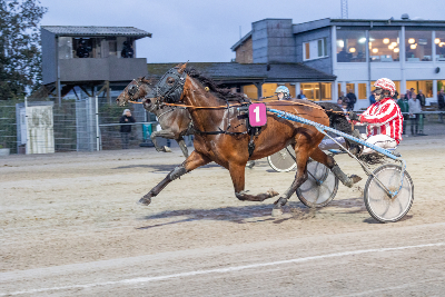 Sælges: En god amatørhest