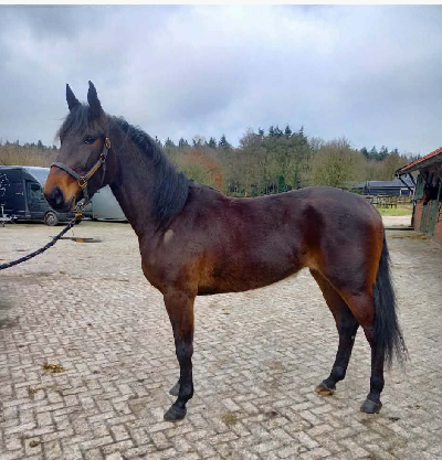 Fynsk opdrætter køber Walner-hoppe