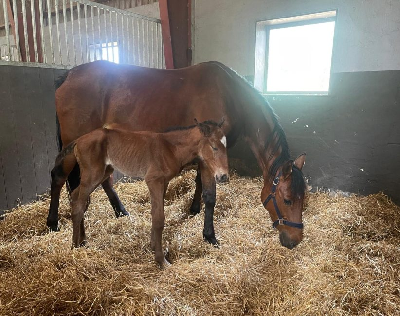 Svag dansk interesse for Elitauktionen