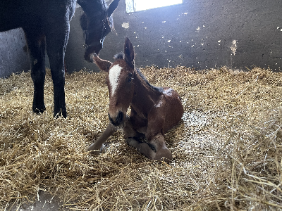 Hoppeføl efter Calgary Games hos Stutteri Wynn