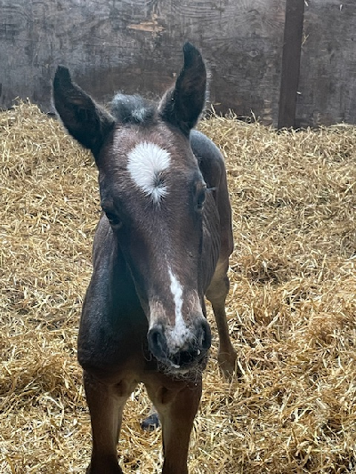 Det femte føl blev en hingst