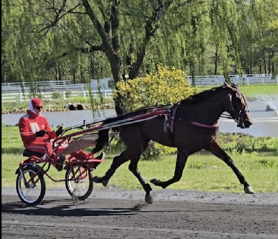Danskejet 2-åring – verdens hurtigste i år