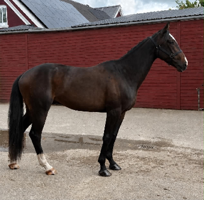 Sælges: 4-års vallak efter Maharajah
