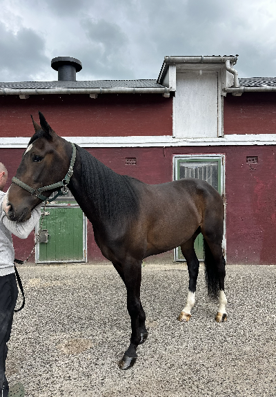 Sælges: 4-års vallak efter Maharajah