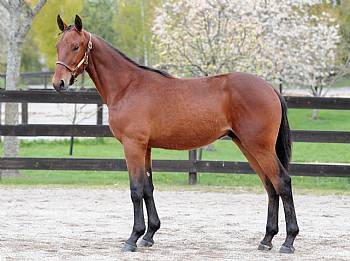 Giggs Boko . som åring