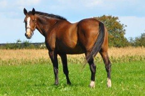 Følhoppen Affinty, der udover Tumble Dust har født de svenske auktiontopper Atomic Rain og Bourbon Rain.,