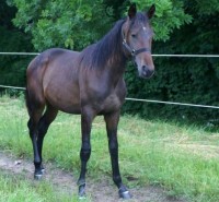 Aros Line, som han så ud som åring.