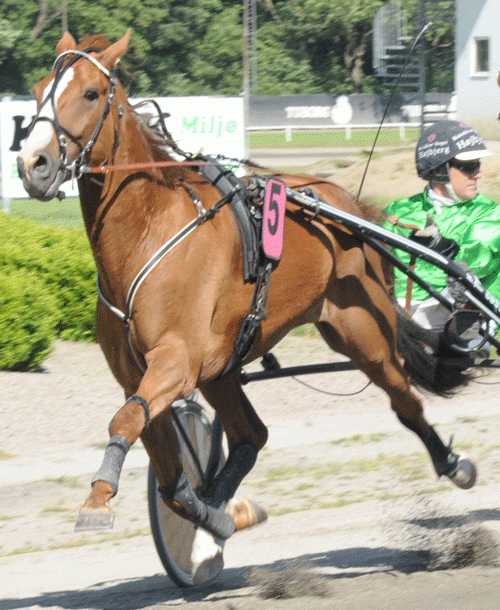 Den store favorit i Derbyet, AXel. Foto Ole Hindby
