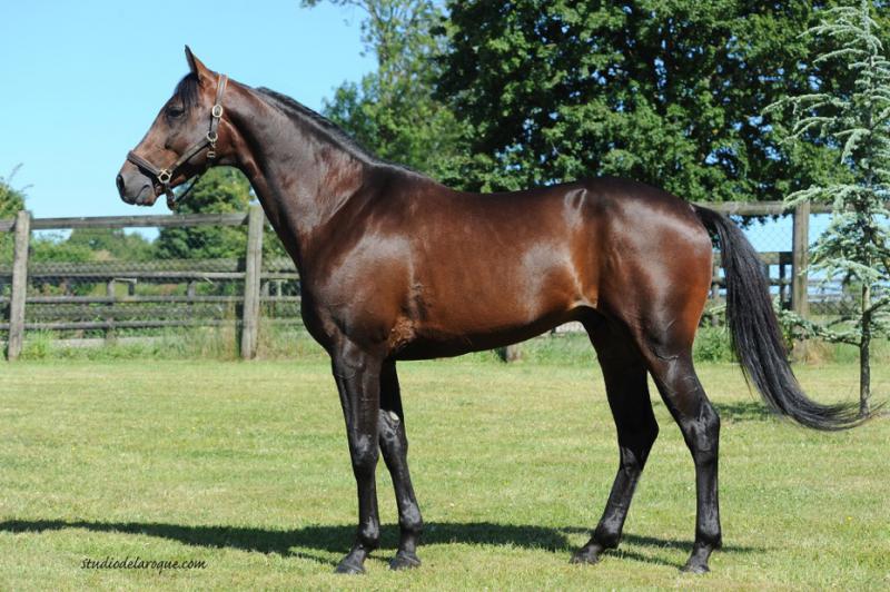 Bold Eagle til nedsat pris