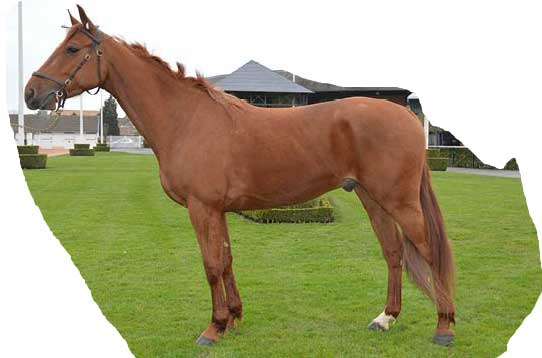 Batman. Foto Arqana Trot