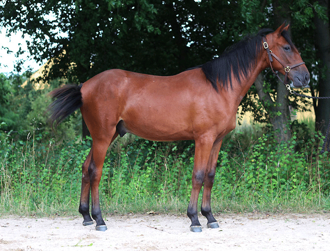 Timokos første afkom på en dansk auktion . Benoit Simoni.