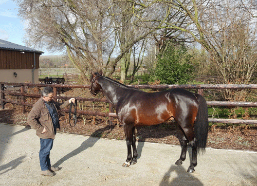 Bird Parker præsenteredes af sin ejer Thomas Toulorge, da travservice i januar besøge træner Phillipe Allaire stutteri.