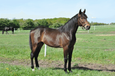 Bourbon Rain . som han sรฅ ud som unghest