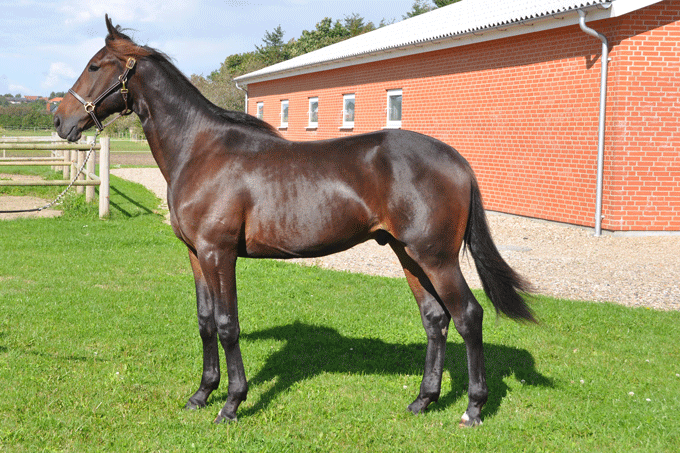 Bungle Rain - helbroder til toptraveren Magic Tonight  er opdrættet af Thomas ind-Holm, Stutteri Dust,