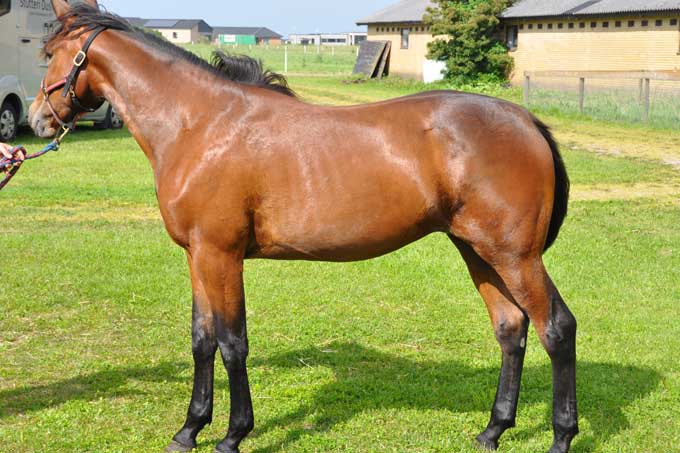 Burning Rain - helsรธster til Odds on Amethyst, der i nat vandt pรฅ The Meadowlands. Foto Thomas Lind-Holm.