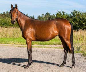 Lillesรธsteren til repay Merci med Ricklyn som fader, Chardonnay Merci