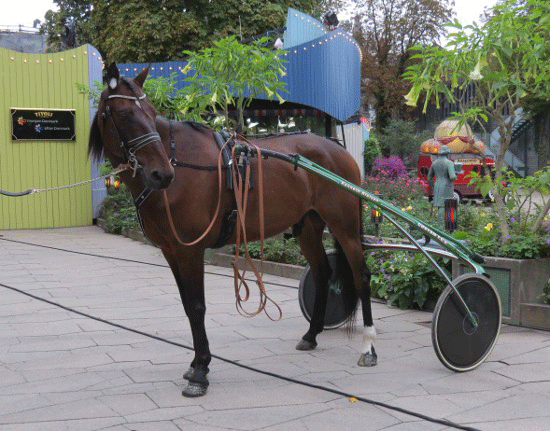 Don Capitano viste sig at være den fødte TV-hest - stod stille og roligt både før og efter morgenens indslag. Foto Kenneth Nielsen.