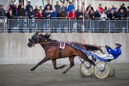 Donna di Quattro vandt senest Steinlagers Æresløp i Norge, foran bl.a. VM_vinderen Papagayo E. Foto Eirik Stenhaug