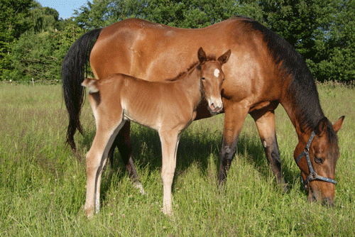 Elegante-Froekjaer2016