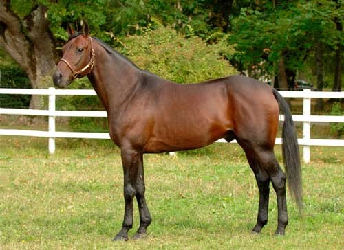 From Above - fader til Cool Canadian